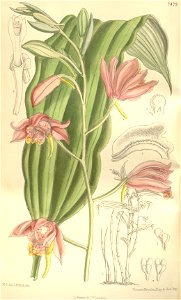 Phaius mishmensis (spelled Phajus mishmensis) - Curtis' 122 (Ser. 3 no. 52) pl. 7479 (1896)