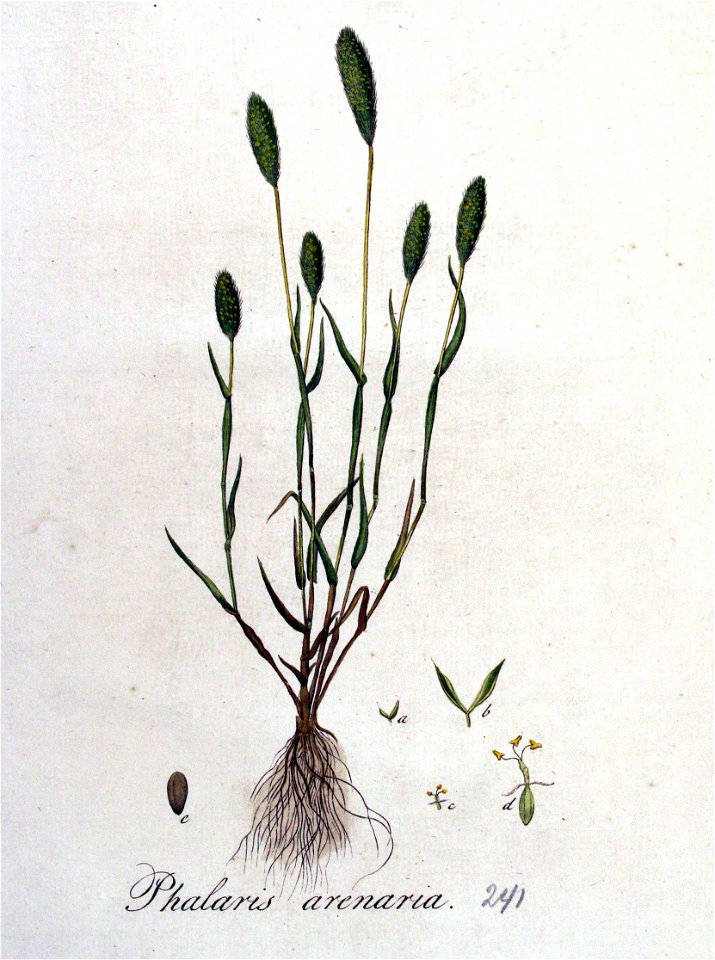 Phalaris arenaria — Flora Batava — Volume v4