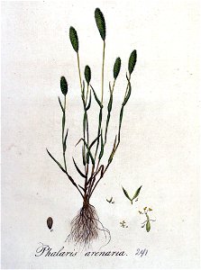 Phalaris arenaria — Flora Batava — Volume v4