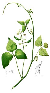Phaseolus lunatus Blanco2.352-cropped