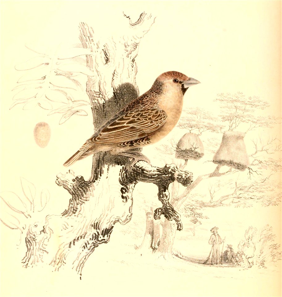 Philetairus socius 1838
