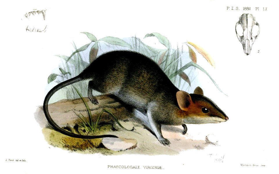 PhascologaleVirginiaeSmit