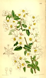 Philadelphus delavayi 136-8324