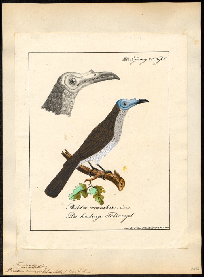 Philemon corniculatus - 1700-1880 - Print - Iconographia Zoologica - Special Collections University of Amsterdam - UBA01 IZ19200057
