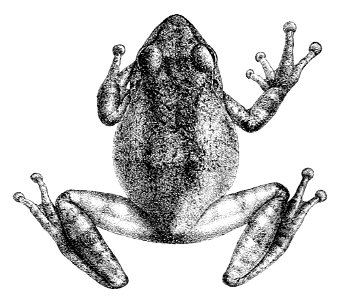 Philautus dubius