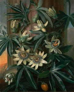 Philip Reinagle - Blue Passion Flower, for the Temple of Flora by Robert Thornton - Google Art Project
