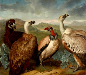 Philipp Ferdinand de Hamilton - Vier Geier verschiedener Art - 4208 - Kunsthistorisches Museum