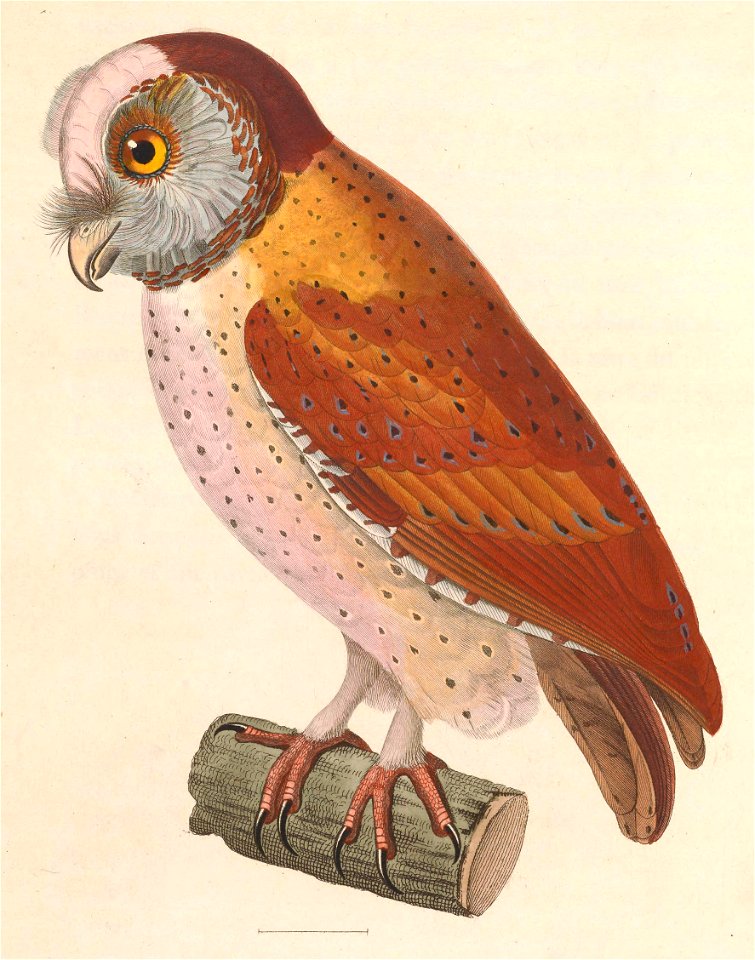 Phodilus badius 1838