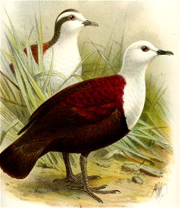 PhlegoenasKeulemans (cropped)