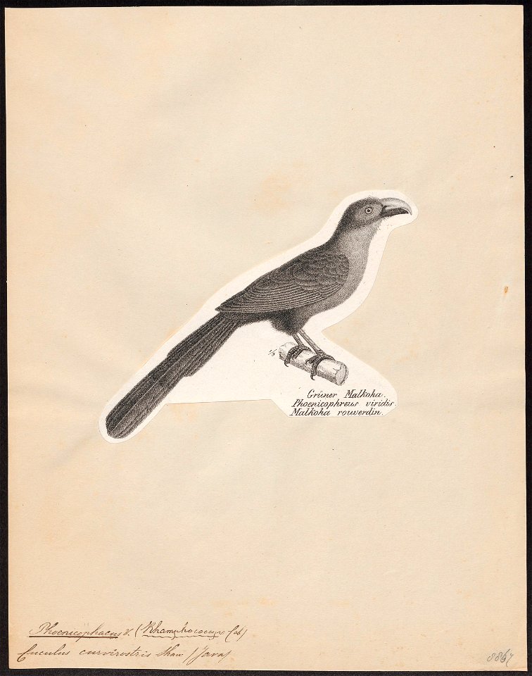 Phoenicophaus curvirostris - 1809-1845 - Print - Iconographia Zoologica - Special Collections University of Amsterdam - UBA01 IZ18800335