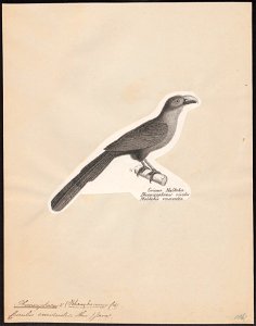 Phoenicophaus curvirostris - 1809-1845 - Print - Iconographia Zoologica - Special Collections University of Amsterdam - UBA01 IZ18800335