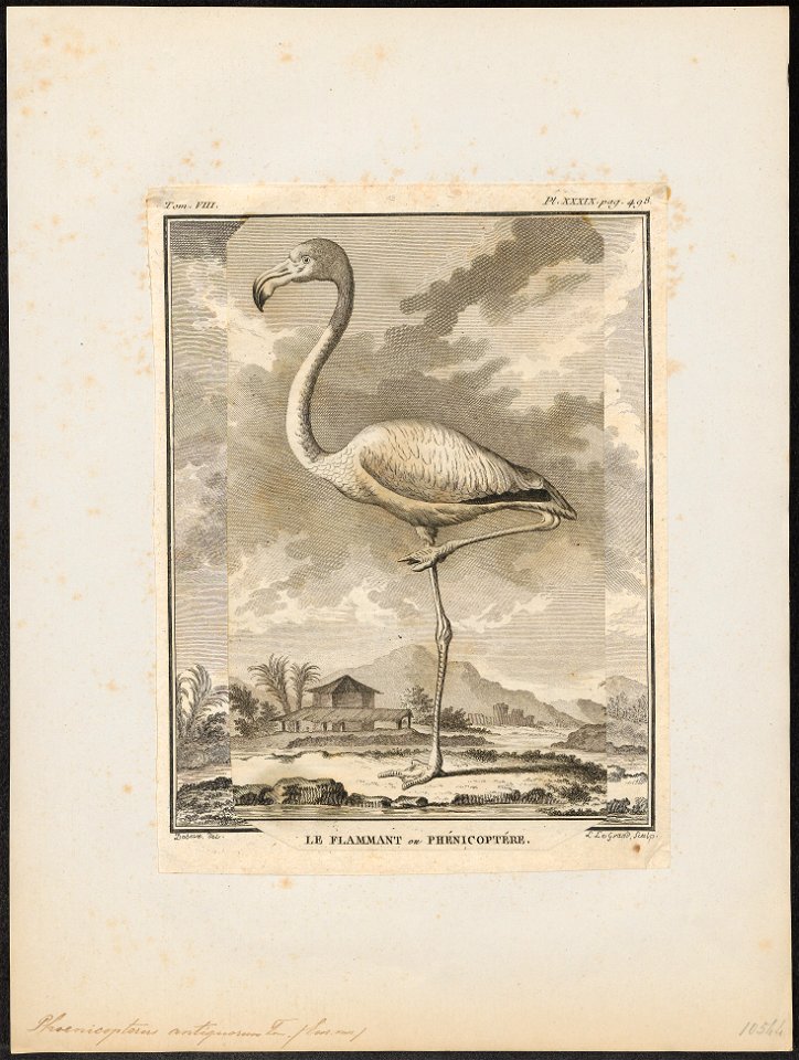 Phoenicopterus antiquorum - 1700-1880 - Print - Iconographia Zoologica - Special Collections University of Amsterdam - UBA01 IZ17600009