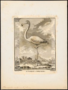Phoenicopterus antiquorum - 1700-1880 - Print - Iconographia Zoologica - Special Collections University of Amsterdam - UBA01 IZ17600009