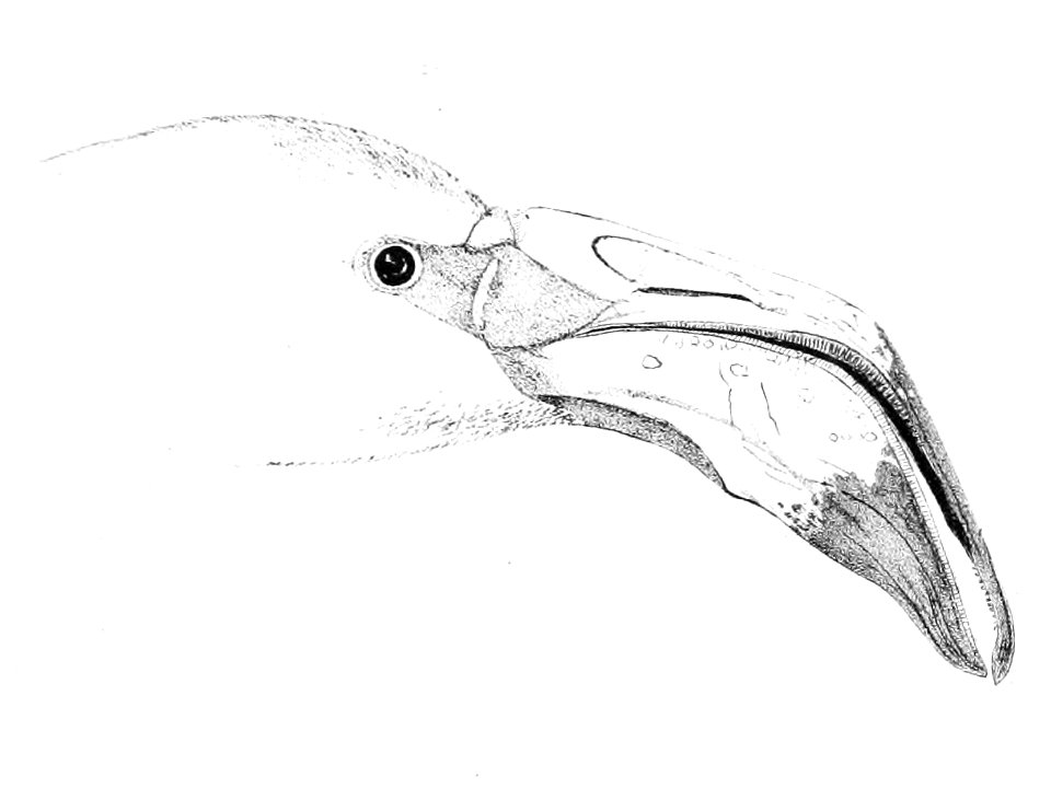 Phoenicopterus roseus head 2 1869