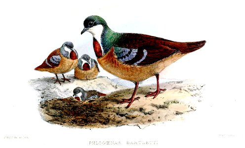 PhlogoenasBartlettiWolf