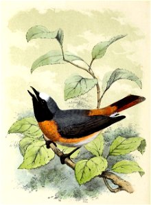 Phoenicurus phoenicurus 1873