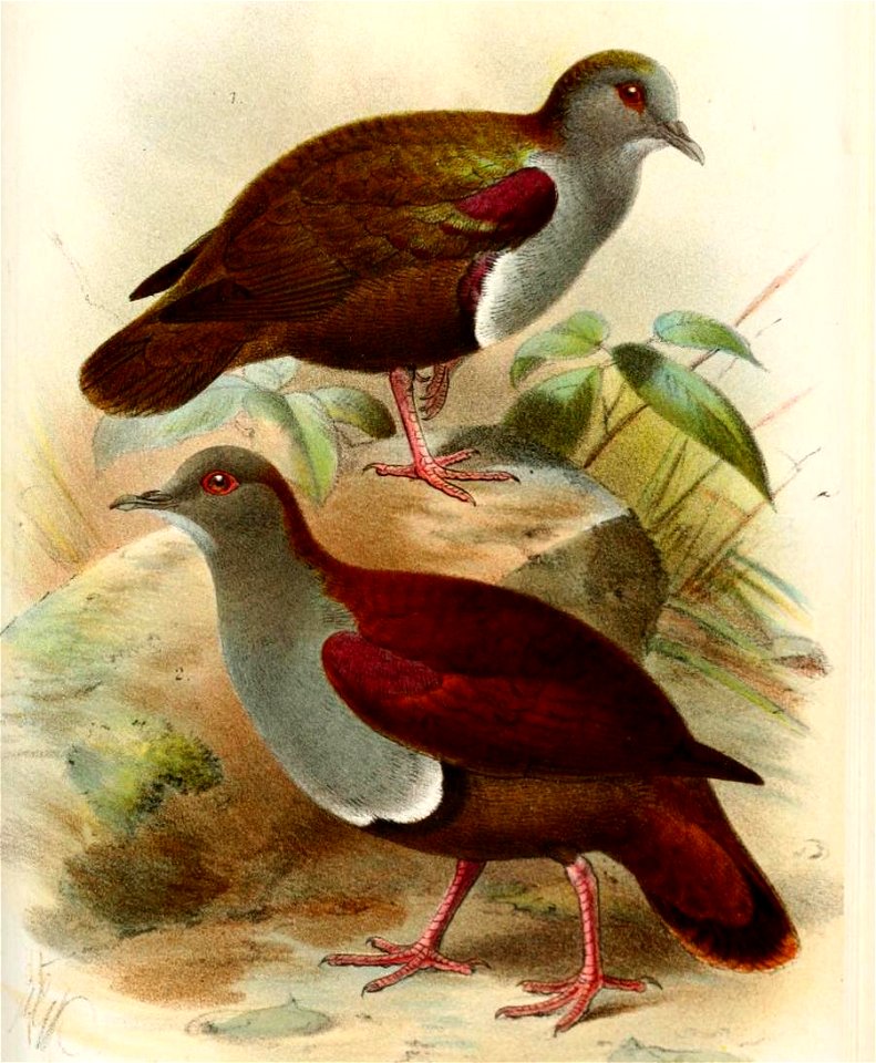 Phlegoenas2Keulemans (cropped)