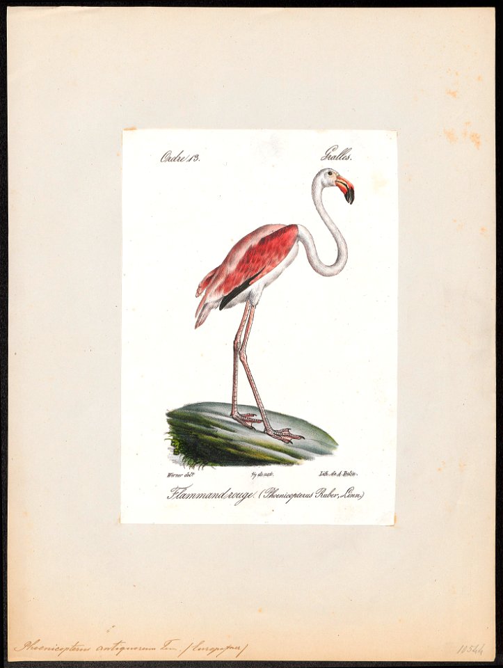 Phoenicopterus antiquorum - 1842-1848 - Print - Iconographia Zoologica - Special Collections University of Amsterdam - UBA01 IZ17600003