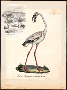 Phoenicopterus minor - 1825-1834 - Print - Iconographia Zoologica - Special Collections University of Amsterdam - UBA01 IZ17600015. Free illustration for personal and commercial use.