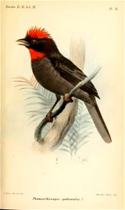 PhoenicothraupisGutturalisSmit