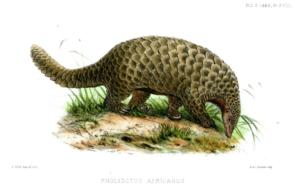 PholidotusAfricanusWolf