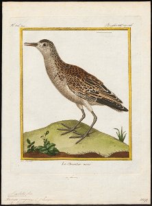 Philomachus pugnax - 1700-1880 - Print - Iconographia Zoologica - Special Collections University of Amsterdam - UBA01 IZ17400203