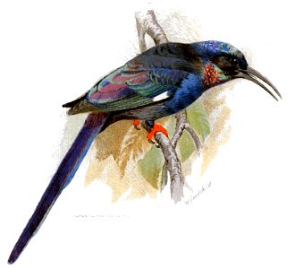 Phoeniculus somaliensis Goodchild