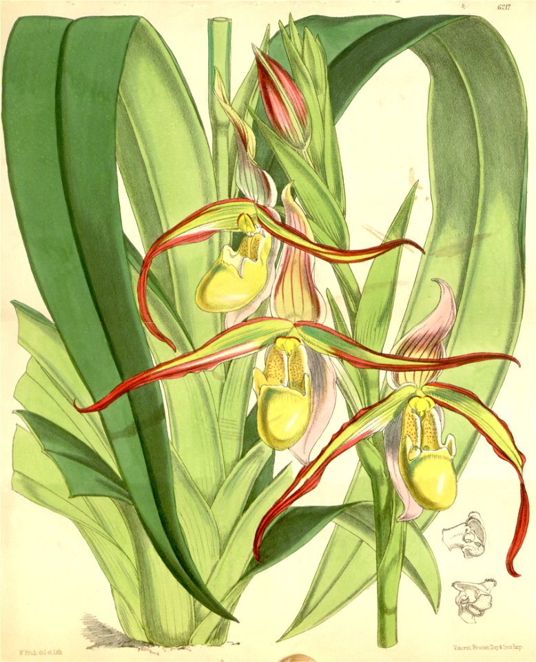 Phragmipedium longifolium (as Cypripedium roezlii) - Curtis' 102 (Ser. 3 no. 32) pl. 6217 (1876)