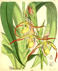 Phragmipedium longifolium (as Cypripedium roezlii) - Curtis' 102 (Ser. 3 no. 32) pl. 6217 (1876). Free illustration for personal and commercial use.