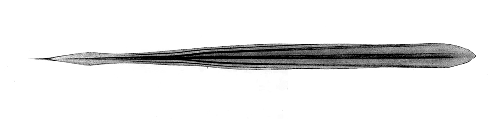 Pholidoteuthis massyae gladius
