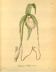 Phragmipedium warszewiczianum (as Selenipedium wallisii) - Xenia 2-181 (1874). Free illustration for personal and commercial use.