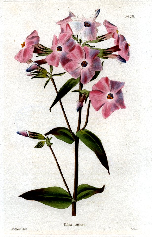 Phlox carnea Loddiges 111 W Miller delt GC sculpt