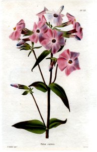 Phlox carnea Loddiges 111 W Miller delt GC sculpt