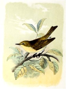 Phylloscopus collybita 1873