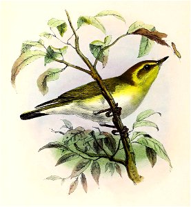 Phylloscopus sibilatrix 1873