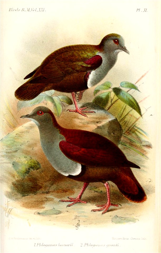 Phlegoenas2Keulemans