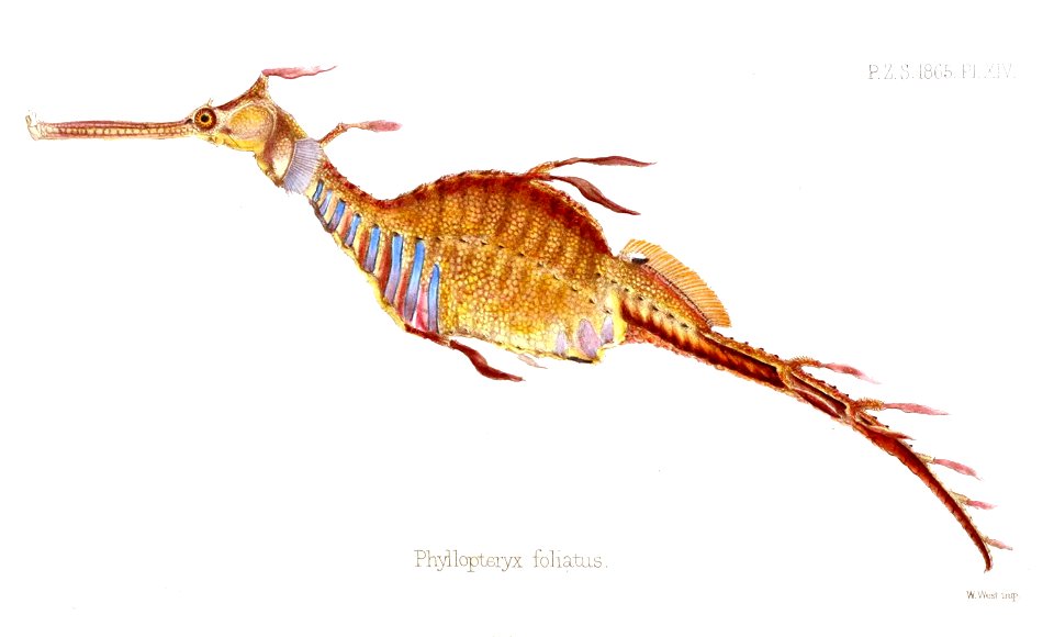 PhyllopteryxFoliatusFord