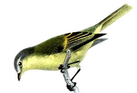 Phyllomyias burmeisteri Smit