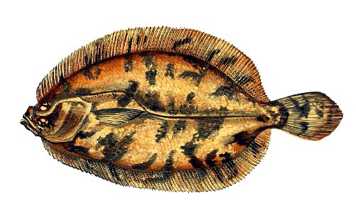 Phrynorhombus norvegicus