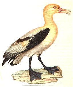Phoebastria albatrus 1838