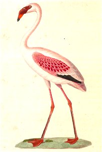 Phoeniconaias minor 1838