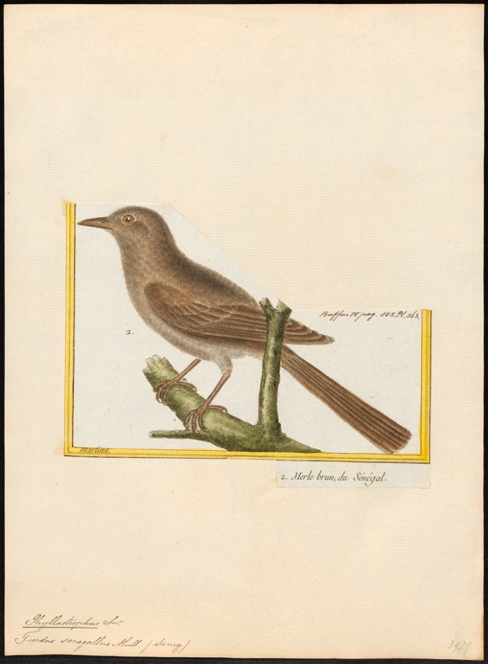 Phyllastrephus senegallus - 1700-1880 - Print - Iconographia Zoologica - Special Collections University of Amsterdam - UBA01 IZ16400037