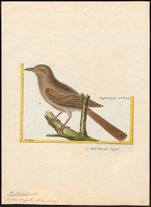 Phyllastrephus senegallus - 1700-1880 - Print - Iconographia Zoologica - Special Collections University of Amsterdam - UBA01 IZ16400037