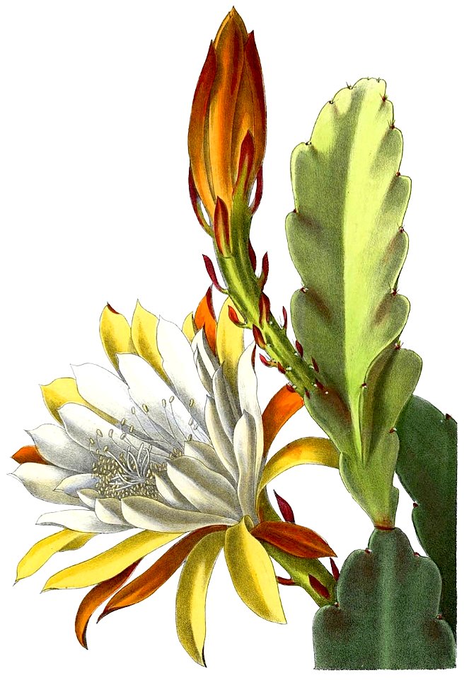Phyllocactus Victoria regia BlKakteenT147