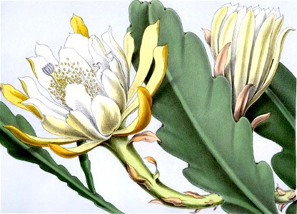 Phyllocactus hybridus BlKakteenT62