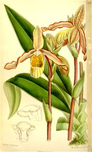 Phragmipedium lindleyanum (as Selenipedium sargentianum) - Curtis' 121 (Ser. 3 no. 51) pl. 7446 (1895). Free illustration for personal and commercial use.