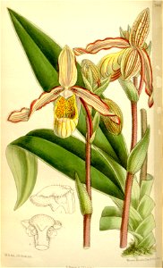 Phragmipedium lindleyanum (as Selenipedium sargentianum) - Curtis' 121 (Ser. 3 no. 51) pl. 7446 (1895)