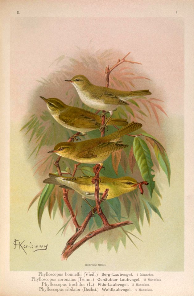 Phylloscopus