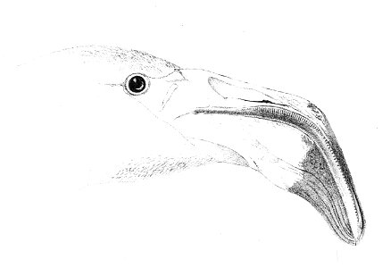 Phoenicopterus ruber head 1 1869