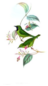 PhyllornisCyanopogonGould